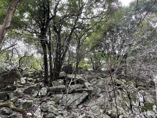 IMG_2878.jpg